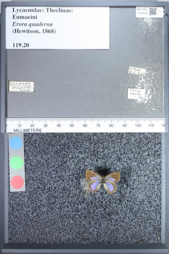 Media type: image;   Entomology 69394